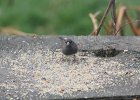Dark-eyed Junco