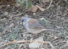 Gray-headed Junco (1)