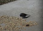 Gray-headed Junco (10)