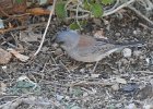 Gray-headed Junco (2)