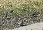 Gray-headed Junco (4)