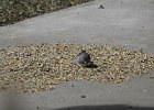 Gray-headed Junco (5)