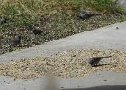 Gray-headed Junco (6)