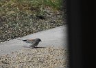 Gray-headed Junco (7)