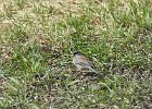 Gray-headed Junco (8)