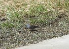 Gray-headed Junco (9)