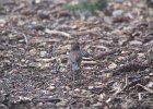 Oregon Junco (10)