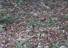 Oregon Junco (4)