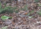 Oregon Junco (5)