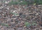 Oregon Junco (7)