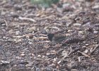 Oregon Junco (9)