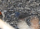 Pink-sided Junco (1)