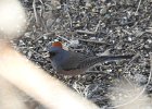 Pink-sided Junco (2)