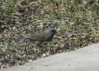 Pink-sided Junco