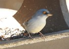 Yellow-eyed Junco (2)