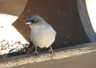 Yellow-eyed Junco (3)