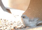 Yellow-eyed Junco (5)