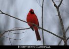 079 - 909 Northern Cardinal