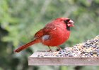 101Northern Cardinal (15)