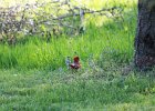 Northern Cardinal (1)