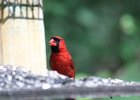 Northern Cardinal (10)