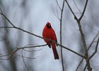 Northern Cardinal (11)