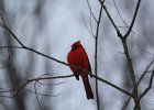 Northern Cardinal (12)