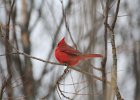 Northern Cardinal (13)