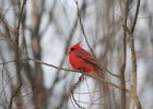 Northern Cardinal (14)