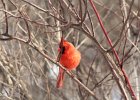 Northern Cardinal (15)