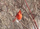 Northern Cardinal (16)