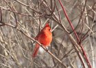 Northern Cardinal (17)