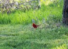 Northern Cardinal (2)
