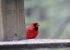 Northern Cardinal (3)