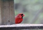Northern Cardinal (4)