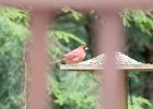 Northern Cardinal (5)