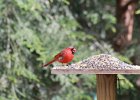 Northern Cardinal (6)