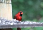 Northern Cardinal (7)