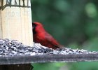 Northern Cardinal (8)