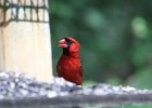 Northern Cardinal (9)