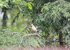 Northern Cardinal