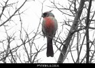 079 - 910 Pyrrhuloxia