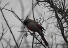 Pyrrhuloxia (1)