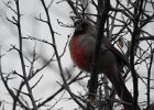 Pyrrhuloxia (10)