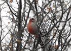 Pyrrhuloxia (12)