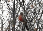 Pyrrhuloxia (13)