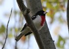 101Rose-breasted Grosbeak