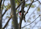 Rose-breasted Grosbeak (12)