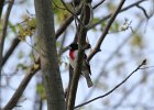 Rose-breasted Grosbeak (13)