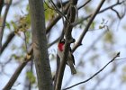 Rose-breasted Grosbeak (14)